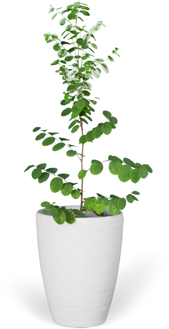 Potted Tree Cutout