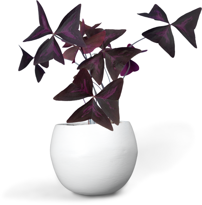 House Plant in a Flower Pot 