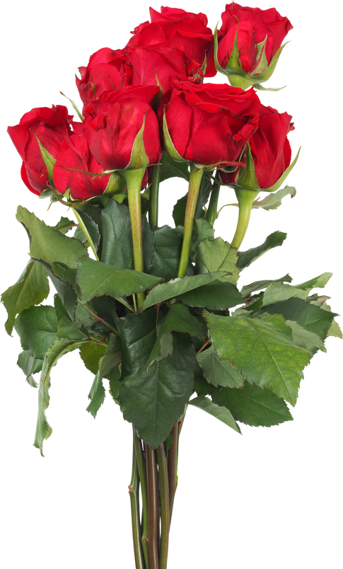 Bouquet of Red Roses
