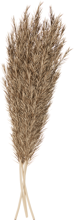 Stalks of Pampas Grass 