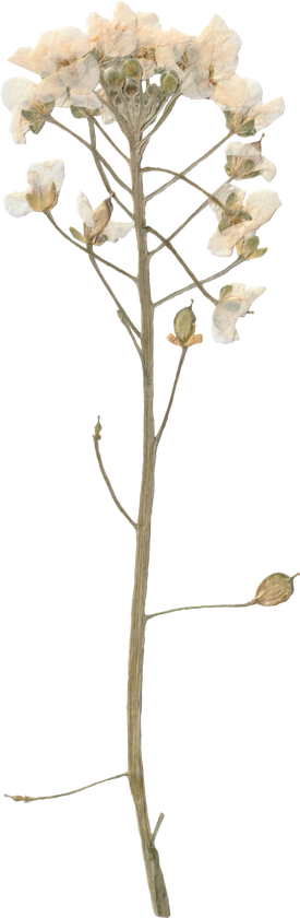 Pressed Flowers on Isolated Background