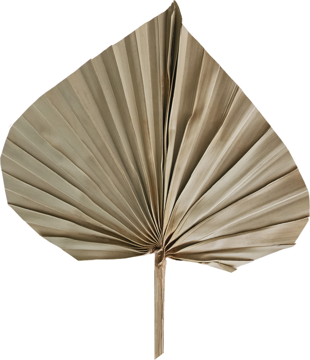 Dried palm leaf, isolated plant leaf